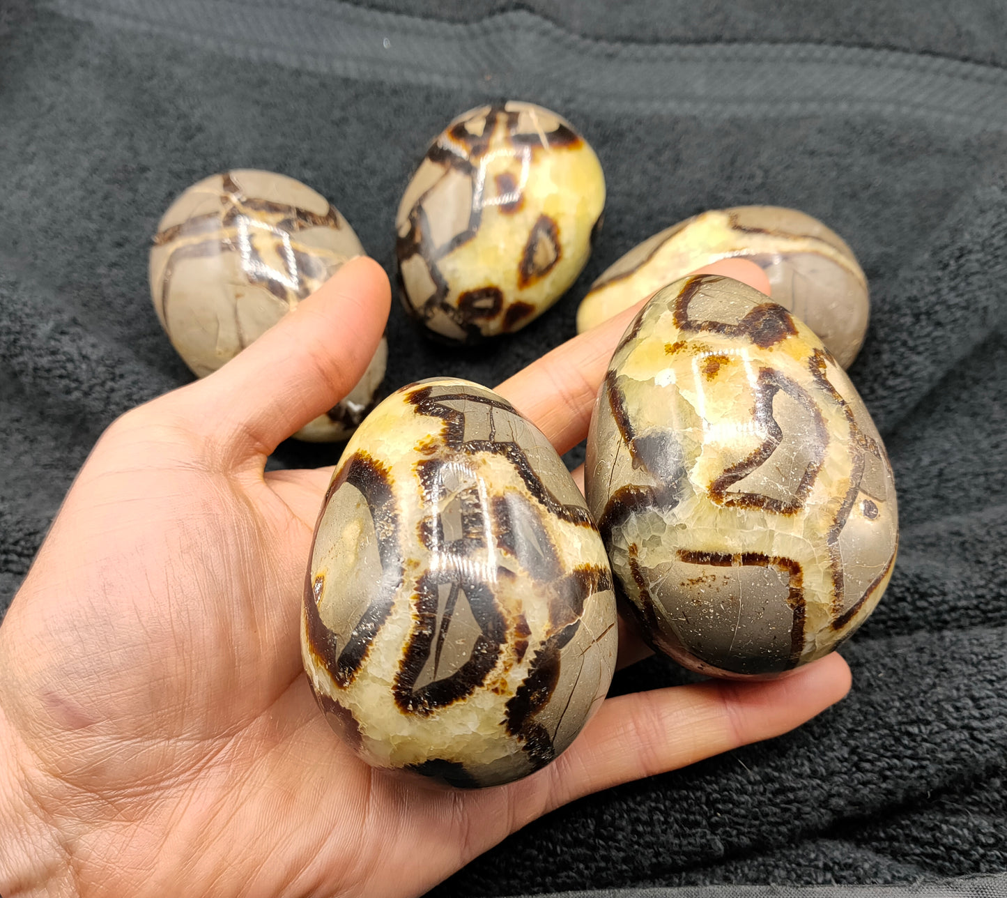 2KG LARGE SEPTARIAN EGGS