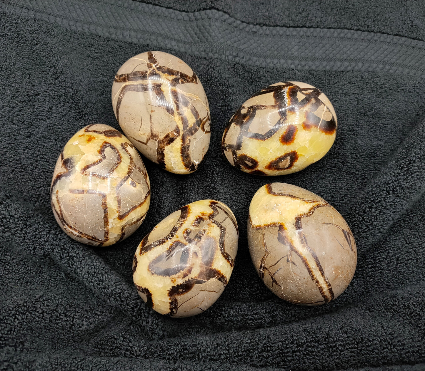 2KG LARGE SEPTARIAN EGGS